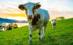 PAC 2021-2027 : 2,5 millions de pertes sèches pour la filière bovine corse