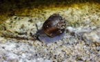 Ajaccio : l’Helix ceratina, c'est l'escargot endémique de Corse que l'on ne trouve qu'au Ricantu