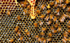 Des rosiers pour les abeilles : le Rotary Calvi-Balagne à la rescousse des apiculteurs corses