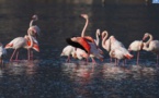 Les flamants roses sur l’étang de Biguglia : pour le plaisir des yeux
