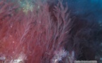 Repérée en Corse, l'algue rouge envahit la Méditerranée et menace l'herbier de posidonie 