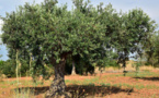 La Xylella fastidiosa détectée pour la première fois sur un olivier cultivé en Corse