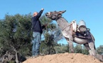 Babonne di Corsica représentera l'âne corse au salon de l'Agriculture