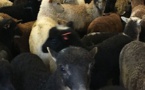 Le Salon de l’agriculture, un tremplin pour l’agneau de lait corse ?