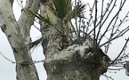 La photo du jour : la palmier-platane de Ghisonaccia