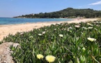 La photo du jour : la plage de Favone