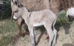 Balagne : les premiers petits ânes de race corse sont nés