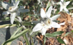 La photo du jour : l'edelweiss de Corse