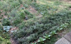 Potagers, vergers : la belle réussite pour les jardins partagés de Cardo