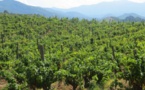 AOP Patrimoniu : La première appellation viticole au monde à interdire le glyphosate et les désherbants chimiques