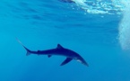 Près de 50 espèces de requins dans les eaux corses : faut-il en avoir peur ?