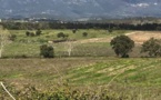Spéculation foncière : La Coordination rurale dénonce la mainmise de la mafia sur les terres agricoles en Corse