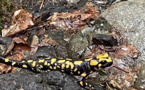 La photo du jour : la salamandre tachetée de la cascade des Anglais