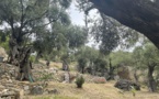 La photo du jour : les oliviers d'Aregnu