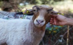 Aleria : Vente d'agnelles destinée aux bergers de Corse 