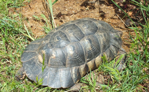 La tortue Marginata est facilement reconnaissable à la "jupe" présente au bas de sa carapace (Crédit photo : a Cupulatta)