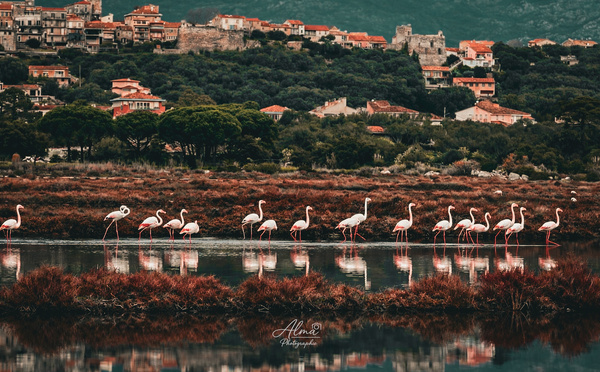 A màghjina - I fenicoteri d'i salini di Portivechju