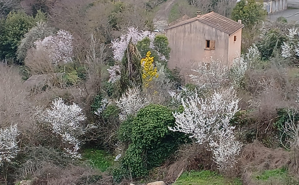 A màghjina - Sbuccia u veranu curtinese