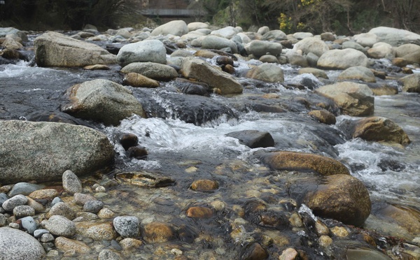 Corte : Faut-il s’inquiéter de la prolifération d’algues brunes dans nos cours d’eau ?