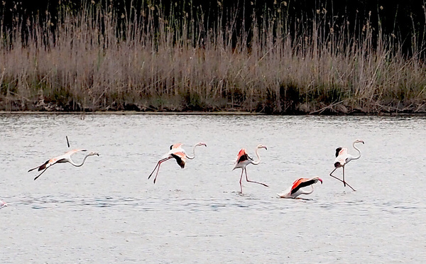 A màghjina - u ballu di i flamanti rosa nantu à u stagnu di Palu