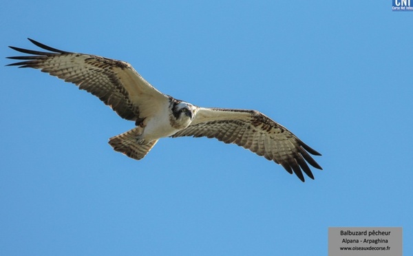 Balbuzard pêcheur : consultation publique sur la protection des nids en Corse