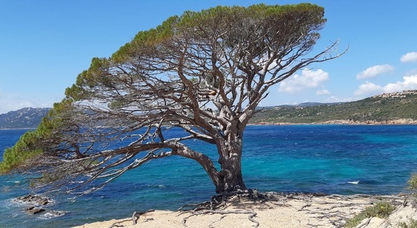 Tourisme durable : la Corse renforce son engagement avec l’écolabel européen