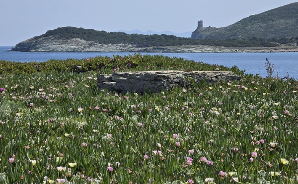 A màghjina - Veranu sott’à a torra d'Agnellu