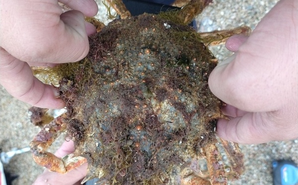 Corse-du-Sud : un pêcheur contrôlé avec une araignée de mer, espèce strictement protégée