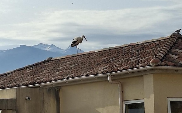 À Calvi, une cigogne blanche fait une halte remarquée sur un toit