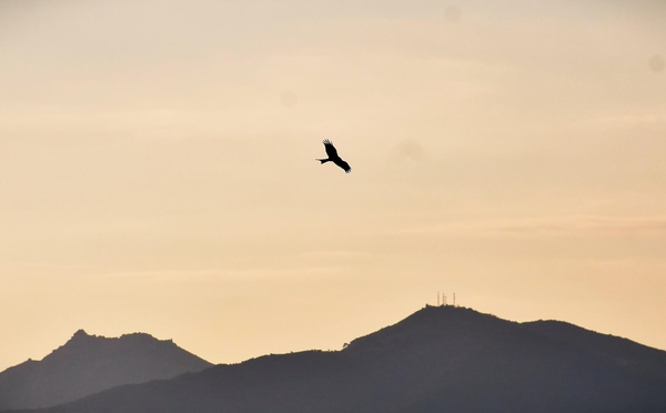 A màghjina - U filanciu, patrone di u celu ajaccinu