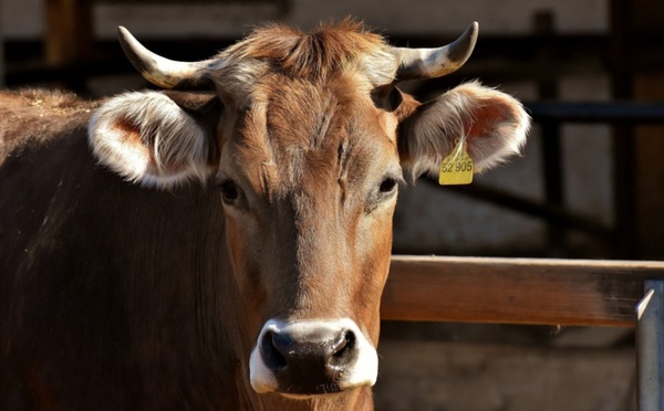 Plus d’un agriculteur sur deux touche moins que le SMIC en Corse