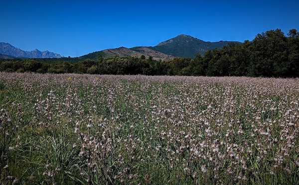 A màghjina - Campu di talavellu à l’alba