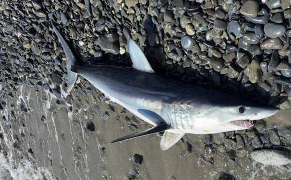 Un requin mako échoué à Santa-Maria-Poghju