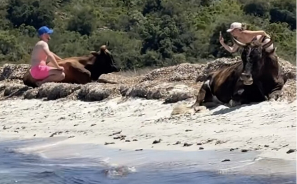 Plage du Lotu - Touristes et vaches partagent le sable et les selfies