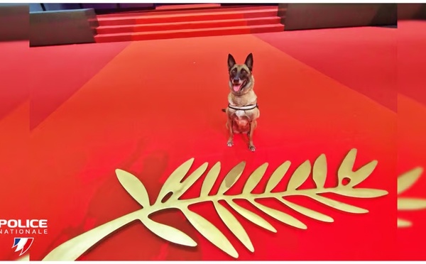 De Bastia à Cannes : Naty, chienne policière de Haute-Corse, tire sa révérence sur le tapis rouge