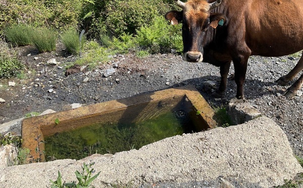 Bustanicu - Des abreuvoirs en montagne pour les animaux