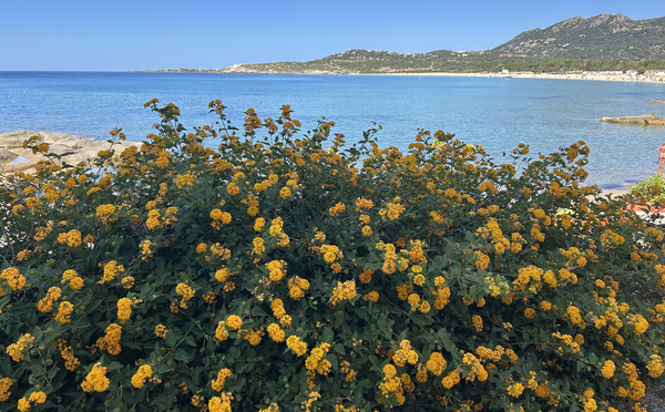 U tempu in Corsica