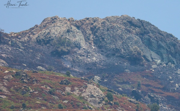 Biguglia : 160 hectares parcourus par les flammes