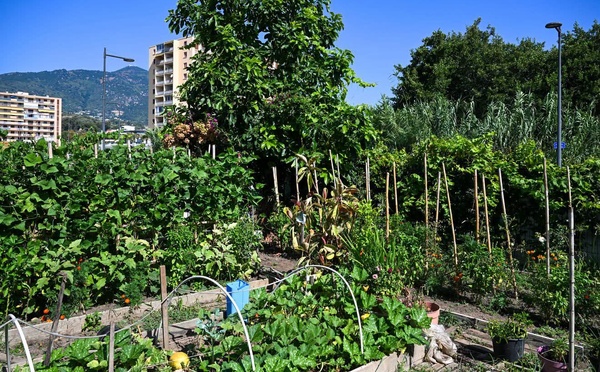 Ajaccio : aux Cannes, les jardins familiaux s'offrent une cure de jouvence
