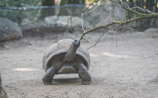 À A Cupulatta, 3 000 tortues face aux défis d’un monde qui change