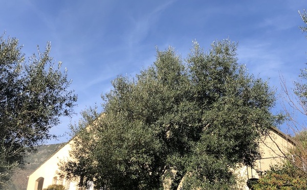U tempu in Corsica