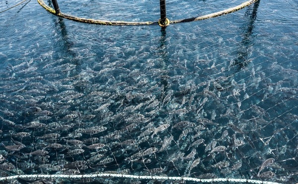Ajaccio : À la Parata, l’avenir de la ferme aquacole de Gloria Maris au cœur d’un nouveau bras de fer