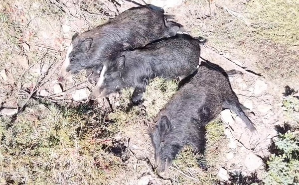 Plusieurs sangliers tués puis abandonnés en pleine montagne, les fédérations de chasse dénoncent des actes « impensables »