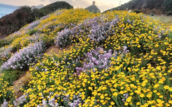 A màghjina - A Parata in fiore