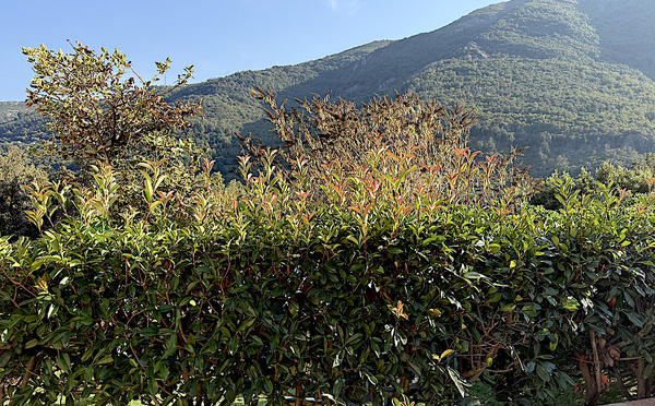 U tempu in Corsica