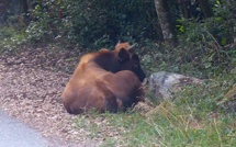 Sorbo-Ocagnano : Le… taureau sauvé par les pompiers