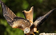 Le réseau « Milan royal » se réunit en Corse !