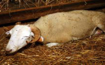 Un cas de fièvre catarrhale ovine (FCO) à sérotype 4, détecté en Corse-du-Sud