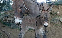 Âne corse : Hè nata Muvrella