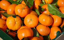 Opération des " Clémentines de l'espoir le 10 décembre à Calvi et l'Ile-Rousse